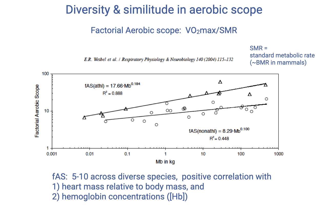 Slide titled "Diversity & similitude in aerobic scope." Subtitle: "Factorial Aerobic scope: VO2max/SMR." A log-log scatter plot from Weibel et al. (2004) shows body mass (g) on the x-axis (0.01 to 1000 kg) and factorial aerobic scope on the y-axis (5 to approximately 50). Two regression lines are shown: one for mammals (fAS = 8.29 M^0.148, r² = 0.448) and one for all species (fAS = 17.66 M^0.244, r² = 0.866). The slope increases with body size. Text notes: "SMR = standard metabolic rate (~BMR in mammals)" and "fAS: 5–10 across diverse species, positive correlation with (1) heart mass relative to body mass, and (2) hemoglobin concentrations ([Hb])."
