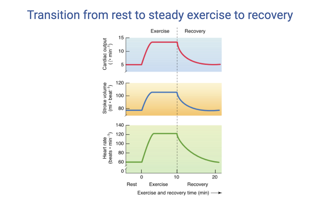 Slide titled "Transition from rest to steady exercise to recovery." Three stacked time-series graphs with exercise time (min) on the x-axis (0–20). Top graph: cardiac output (L/min) rises sharply at exercise onset from ~5 to ~15 L/min, maintains a plateau during steady-state exercise, then gradually returns to rest during recovery. Middle graph: stroke volume (mL) rises modestly from ~80 to ~120 mL at exercise onset, then plateaus. Bottom graph: heart rate (beats/min) rises sharply from ~70 to ~160 at exercise onset, then gradually returns to rest during recovery. The recovery rate of heart rate is noted as an indicator of fitness.