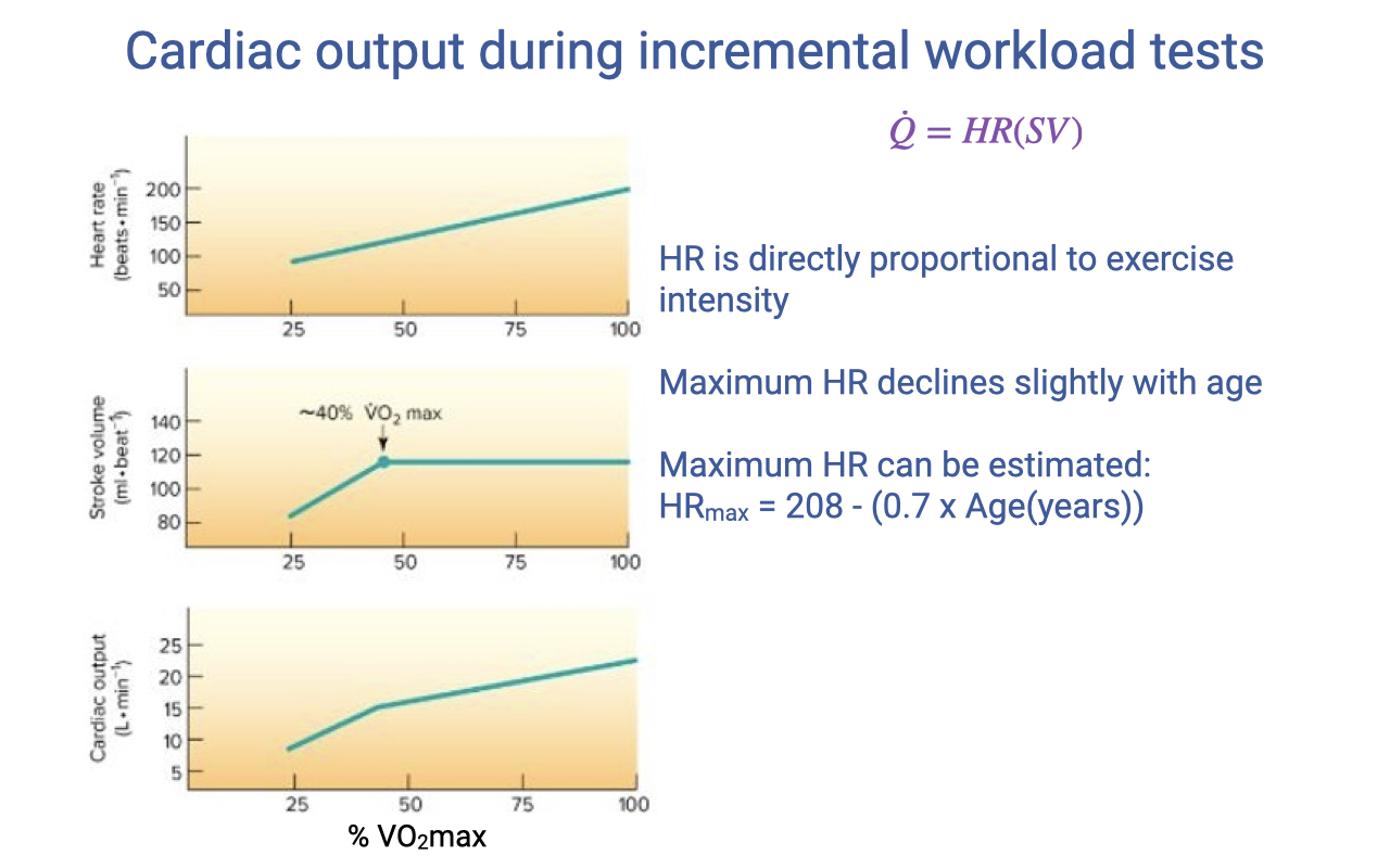 Slide titled "Cardiac output during incremental workload tests" with the equation Q̇ = HR(SV). Three graphs plot cardiovascular variables against % VO2max (25–100%). Top: heart rate (beats/min, 100–200) shows an approximately linear increase across the full range. Middle: stroke volume (mL, 80–120) increases linearly at low work rates but plateaus at approximately 40% VO2max. Bottom: cardiac output (L/min, 5–25) shows a linear increase at low work rates that becomes slightly steeper beyond the stroke volume plateau point. Right side notes: HR is directly proportional to exercise intensity; maximum HR declines slightly with age; maximum HR can be estimated as HRmax ≈ 208 − (0.7 × Age).