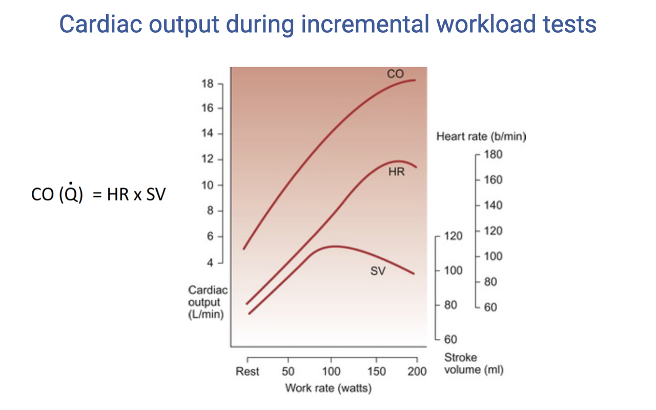 Slide titled "Cardiac output during incremental workload tests" with the equation CO (Q̇) = HR × SV. A graph with work rate (watts, rest to 200) on the x-axis shows three curves: cardiac output (L/min, 6–18, left y-axis), heart rate (b/min, 60–200, right y-axis), and stroke volume (mL, 60–120, right y-axis). Cardiac output and HR rise progressively. Stroke volume rises at low work rates, plateaus, and may decrease slightly at very high work rates due to reduced diastolic filling time at extremely fast heart rates.
