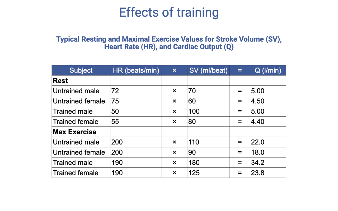 Slide titled "Effects of training" with a table showing typical resting and maximal exercise values for stroke volume (SV), heart rate (HR), and cardiac output (Q̇). Rest: untrained male HR 72, SV 70, Q̇ 5.00; untrained female HR 75, SV 60, Q̇ 4.50; trained male HR 50, SV 100, Q̇ 5.00; trained female HR 55, SV 80, Q̇ 4.40. Max exercise: untrained male HR 200, SV 110, Q̇ 22.0; untrained female HR 200, SV 90, Q̇ 18.0; trained male HR 190, SV 180, Q̇ 34.2; trained female HR 190, SV 125, Q̇ 23.8.
