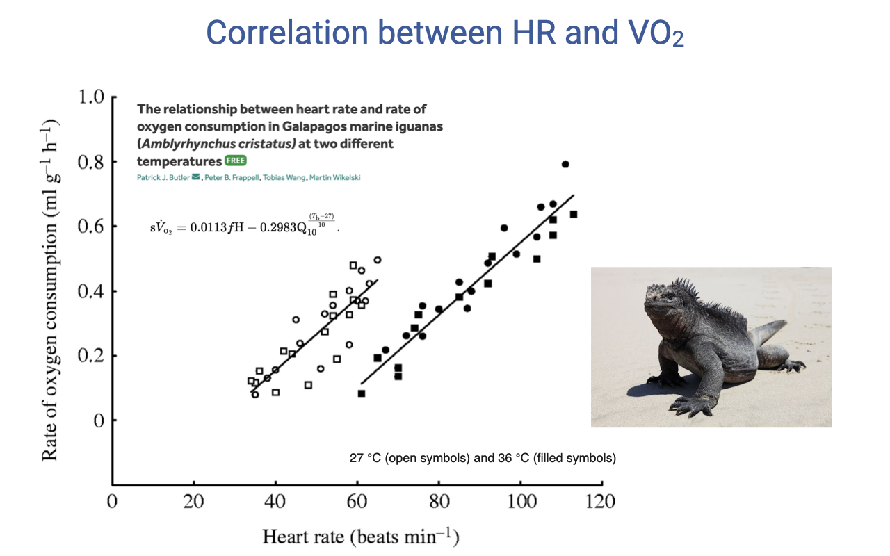 Slide titled "Correlation between HR and VO2." A scatter plot shows the relationship between heart rate (beats/min, 0–120) and rate of oxygen consumption (mL O2/g/h, 0–1.0) in Galápagos marine iguanas at two temperatures (27°C open symbols, 36°C filled symbols). Two regression lines with different slopes show a linear relationship at each temperature, but the slope and intercept differ between temperatures. Citation provided for the study.