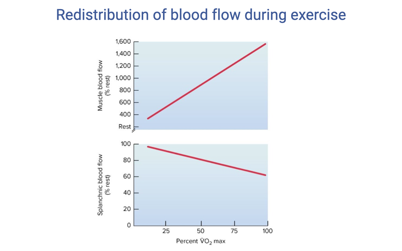 Slide titled "Redistribution of blood flow during exercise." Two graphs with % VO2max on the x-axis (25–100%). Top graph: muscle blood flow (mL) rises steeply and linearly from ~400 at rest to ~1500 at 100% VO2max. Bottom graph: splanchnic blood flow (mL) declines from ~100 at rest to near 20 at 100% VO2max. The graphs illustrate the dramatic shift of blood flow from visceral organs to working muscles during exercise.