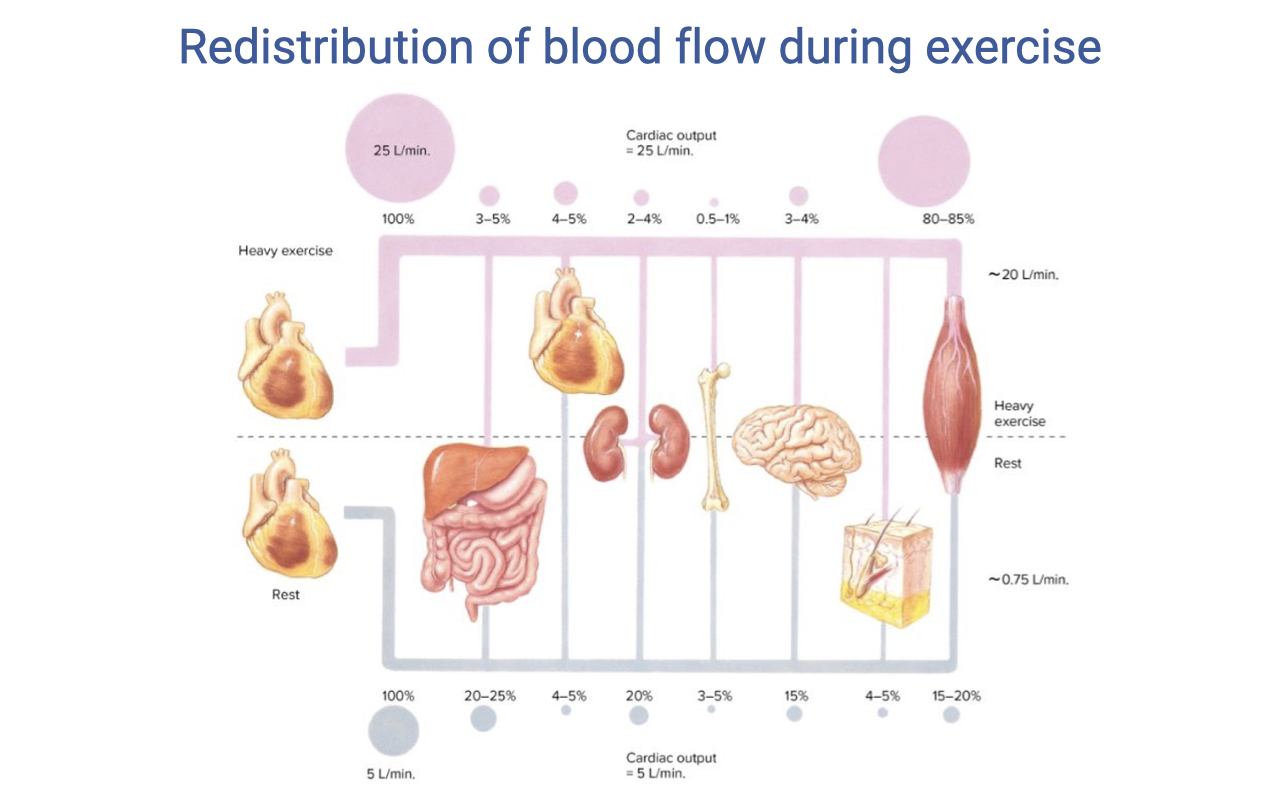 Slide titled "Redistribution of blood flow during exercise." A diagram comparing blood flow distribution at rest (cardiac output ~5 L/min, bottom) versus heavy exercise (cardiac output ~25 L/min, top). At rest, blood flow is distributed across the heart, brain, kidneys, splanchnic organs, skin, skeletal muscle, and other organs, with percentages shown. During heavy exercise, skeletal muscle receives 80–85% of blood flow, while splanchnic organs, kidneys, and other non-essential organs receive much less. Brain and heart blood flow percentages decrease proportionally but absolute flow is maintained.