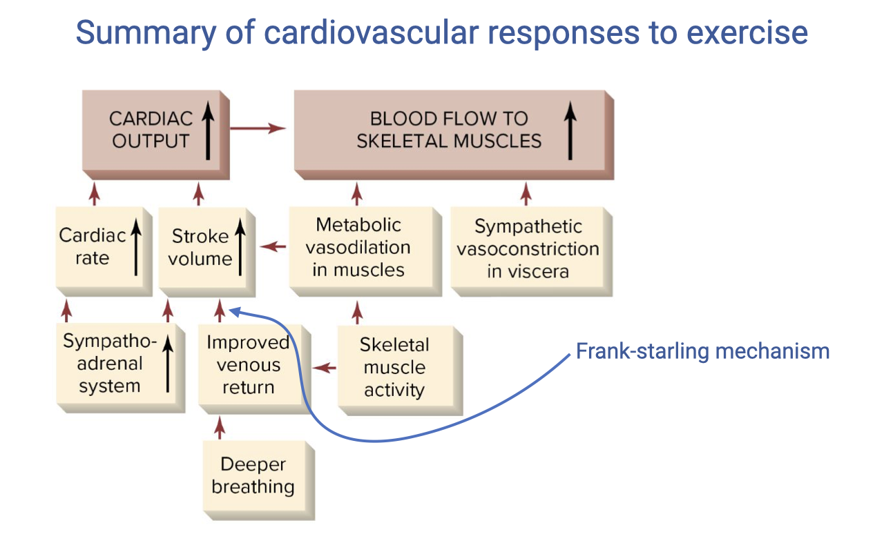 Flow chart titled "Summary of cardiovascular responses to exercise." Two main branches: CARDIAC OUTPUT (left) and BLOOD FLOW TO SKELETAL MUSCLES (right). Under cardiac output: heart rate (increased by sympatho-adrenal system) and stroke volume (increased by improved venous return, which is driven by skeletal muscle activity and deeper breathing). Under blood flow to muscles: metabolic vasodilation in muscles and sympathetic vasoconstriction in viscera. A box on the right shows "Frank-Starling mechanism" connecting skeletal muscle activity and deeper breathing to improved venous return and stroke volume.