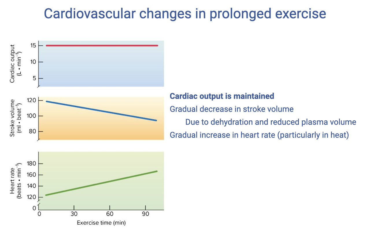 Slide titled "Cardiovascular changes in prolonged exercise." Three stacked time-series graphs with exercise time (min, 0–50) on the x-axis. Top: cardiac output (L/min) remains relatively stable around 14–15. Middle: stroke volume (mL) gradually decreases from ~120 to ~95 over 50 minutes. Bottom: heart rate (beats/min) gradually increases from ~150 to ~180 over 50 minutes. Right side text: "Cardiac output is maintained. Gradual decrease in stroke volume due to dehydration and reduced plasma volume. Gradual increase in heart rate (particularly in heat)."
