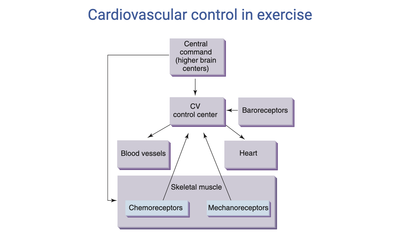 Flow chart titled "Cardiovascular control in exercise." Central element: "CV control center" receives input from "Central command (higher brain centers)" and "Baroreceptors." The CV control center sends output to three targets: "Blood vessels," "Heart," and "Skeletal muscle." Skeletal muscle feeds back to the CV control center via "Chemoreceptors" (sensing metabolic byproducts) and "Mechanoreceptors" (sensing mechanical activity). The diagram shows a parallel structure to the ventilatory control schematic.