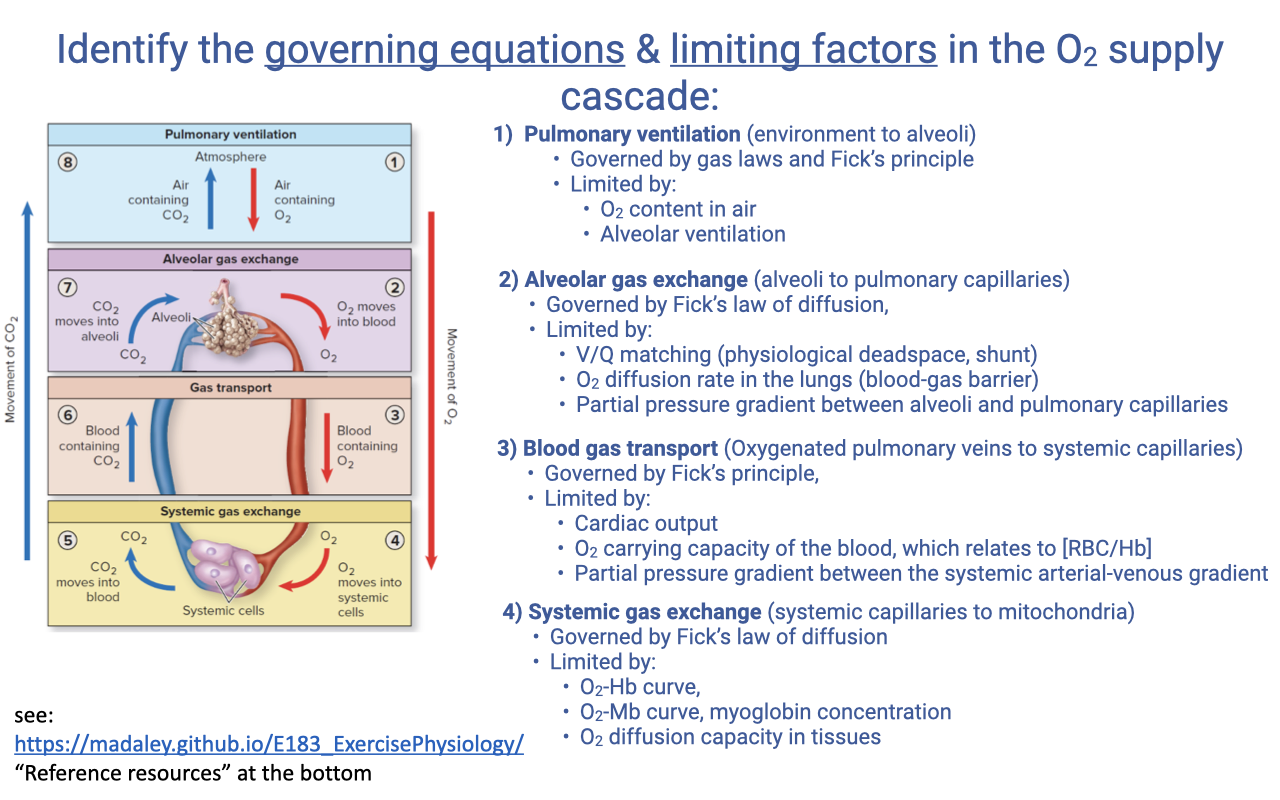 Slide titled "Identify the governing equations & limiting factors in the O₂ supply cascade." A miniature cascade schematic on the left shows the four interfaces (pulmonary ventilation, alveolar gas exchange, blood gas transport, systemic gas exchange) with O₂ flowing from environment to cell. On the right is a numbered breakdown of each step with governing equations and limiting factors. (1) Pulmonary ventilation: governed by gas laws and Fick's principle; limited by O₂ content in air and alveolar ventilation. (2) Alveolar gas exchange: governed by Fick's law of diffusion; limited by V/Q matching (physiological deadspace, shunt), O₂ diffusion rate in the lungs (blood-gas barrier), and partial pressure gradient between alveoli and pulmonary capillaries. (3) Blood gas transport: governed by Fick's principle; limited by cardiac output, O₂-carrying capacity of the blood (which relates to [RBC]/[Hb]), and the partial pressure gradient between systemic and venous capillaries. (4) Systemic gas exchange: governed by Fick's law of diffusion; limited by O₂ flow rate, myoglobin concentration, and O₂ diffusion capacity in tissues. A reference URL https://madaley.github.io/E183_ExercisePhysiology/ ("Reference resources" at the bottom) is shown.