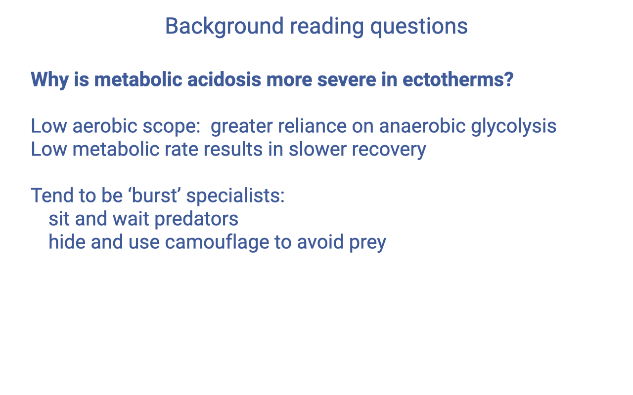 Text slide titled "Background reading questions" with the question in bold "Why is metabolic acidosis more severe in ectotherms?" The answer outlines: low aerobic scope means greater reliance on anaerobic glycolysis; low metabolic rate results in slower recovery; ectotherms tend to be 'burst' specialists — sit-and-wait predators, hide and use camouflage to avoid prey.