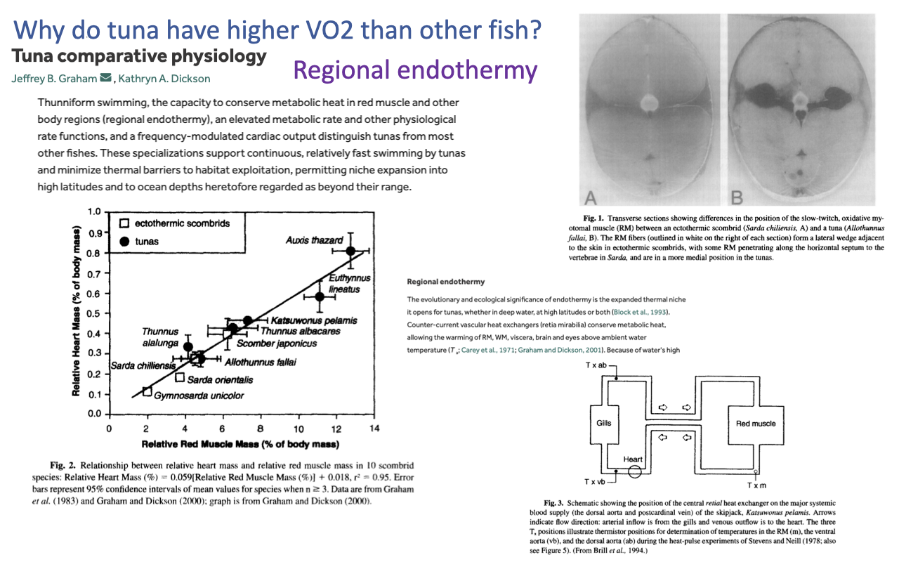 Slide titled "Why do tuna have higher VO2 than other fish? Tuna comparative physiology" with a subtitle "Regional endothermy" by Kathryn A. Dickson. The left panel is a scatter plot from Bernal et al. (2009) showing relationship between cardiac heart mass and body mass on a log-log scale, comparing scombrid fishes (tuna, bonito, mackerel) and other vertebrate groups including ectothermic fish, endothermic fish (salmon shark, mako, lamnid sharks), birds, and mammals. Tunas have heart masses intermediate between typical ectothermic fish and endothermic mammals/birds. The right panel shows thermal images of a captured tuna in cross-section, with red/orange regions indicating warm tissues (red muscle near the spine and the orbital/cranial region) much warmer than the surrounding seawater. A schematic of a tuna body identifies regional endothermic tissues. Citation refers to regional endothermic anatomy (counter-current heat exchangers — retia mirabilia — that warm red muscle, viscera, and brain/eye).