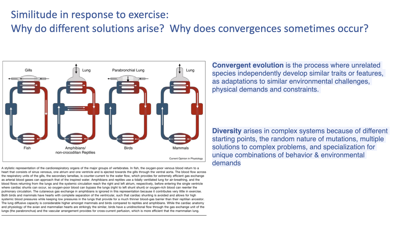 Slide titled "Similitude in response to exercise: Why do different solutions arise? Why do convergences sometimes occur?" with two side-by-side schematics of the cardio-respiratory circuit comparing a fish (gills, single-circuit circulation, heart with one atrium and one ventricle) and a mammal (lungs, double-circuit circulation, four-chambered heart). On the right, two definitions are highlighted in colored boxes. **Convergent evolution** is the process where unrelated species independently develop similar traits or features as adaptations to similar environmental challenges, physical demands, and constraints. **Diversity** arises in complex systems because of different starting points, the random nature of mutations, multiple solutions to complex problems, and specialization for unique combinations of behavior and environmental demands.