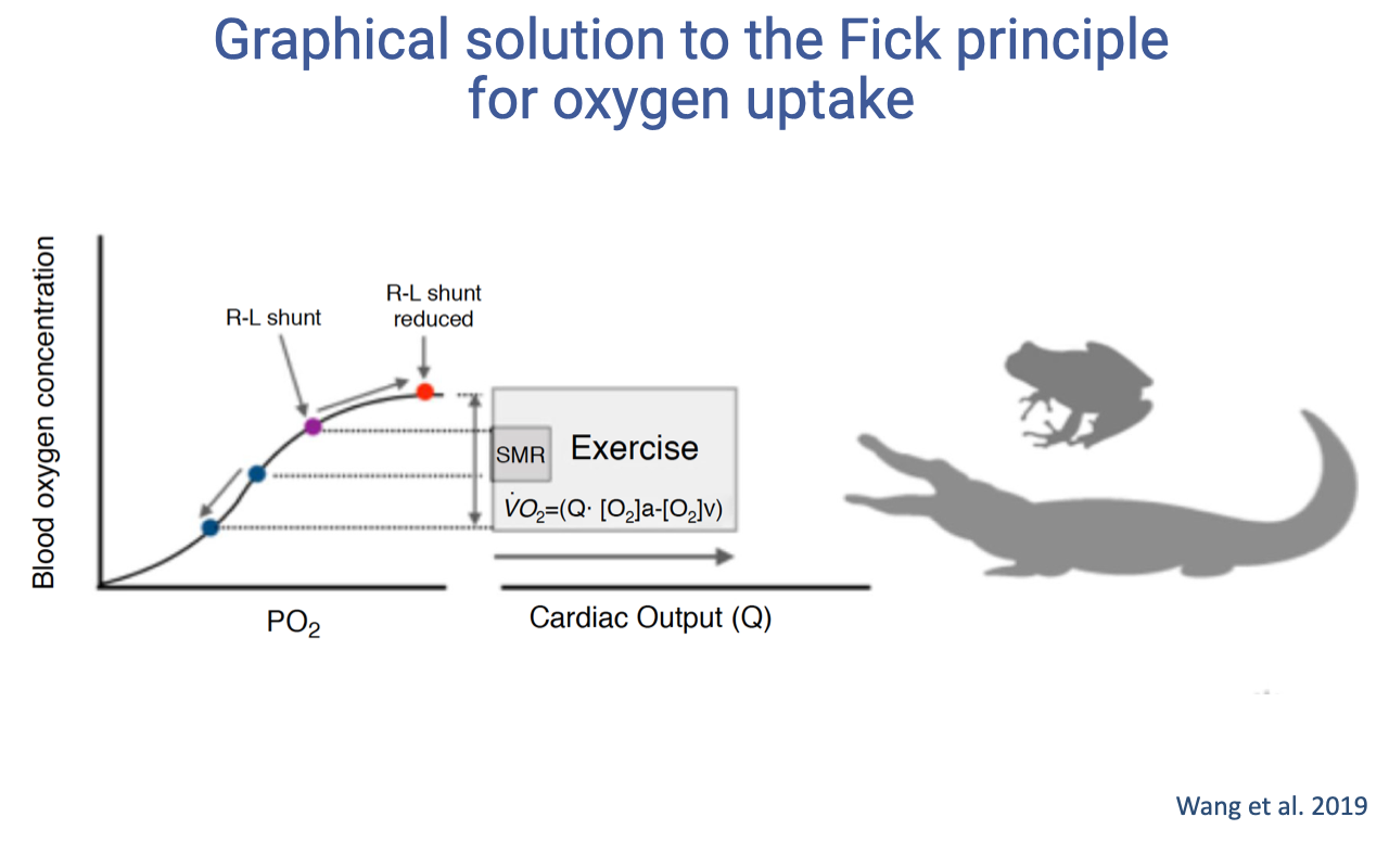 Slide titled "Graphical solution to the Fick principle for oxygen uptake" with the same Wang et al. 2019 framework now showing an ectotherm pattern. The O2-hemoglobin curve is drawn on the left half. A blue dot on the lower steep portion marks venous [O2]v, and a second blue dot marks an intermediate arterial [O2]a achieved with a right-to-left (R-L) cardiac shunt that mixes deoxygenated blood with the oxygenated arterial flow. A purple dot above marks a slightly higher arterial [O2]a value when the R-L shunt is reduced (labeled "R-L shunt reduced"). A red dot at the top of the curve marks the highest arterial [O2]a possible without any shunt. Curved arrows indicate transitions between the points along the curve. Dashed lines project these into the right half of the graph as the height of stacked SMR (standard metabolic rate, small grey rectangle) and Exercise (larger box) rectangles, with the Exercise rectangle smaller than the endotherm equivalent on Slide 7. The equation $\dot{V}O_2 = \dot{Q}([O_2]_a - [O_2]_v)$ is again displayed. Silhouettes of a frog and a crocodile/alligator are shown on the right as ectotherm exemplars. Citation: Wang et al. 2019.