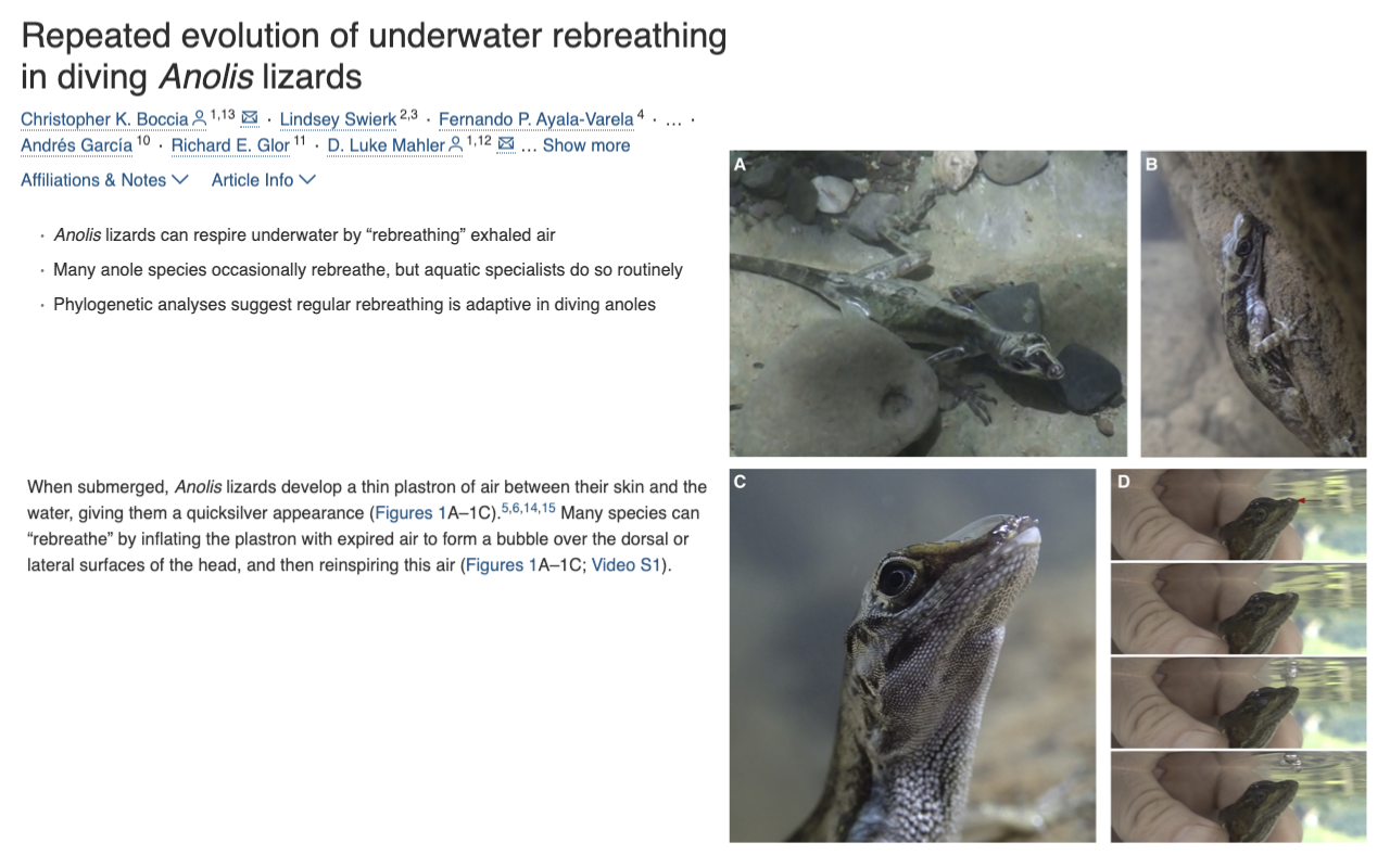 Slide titled "Repeated evolution of underwater rebreathing in Anolis lizards" showing a journal article header by Christopher K. Boccia and colleagues. The summary panel notes: Anolis lizards use respiration to "rebreathe" exhaled air; many anole species independently rebreathe, but aquatic specialists do so routinely; phylogenetic analyses suggest regular rebreathing is adaptive in diving anoles. A paragraph below the abstract explains: when submerged, Anolis lizards develop a thin plastron of air between their skin and the water, giving rise to a quicksilver appearance (Figures 1A–1C, S1B; Video S1). Many species can voluntarily re-expand an exhaled air bubble in this hydrophobic plastron over the dorsal or lateral surfaces of the head, and then reinspiring this air (Figures 1A–1C; Video S1). Photographs at right show: a lizard underwater (panel A) with a bubble of air on its head; a close-up of the underwater bubble on the snout (panel B); and a side-view of an anole on a branch above water (panel C).