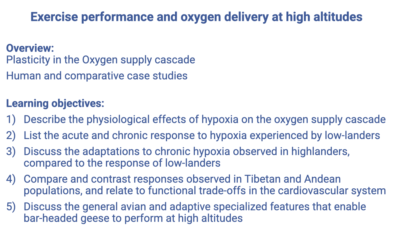 Text slide titled "Exercise performance and oxygen delivery at high altitudes" listing an overview (plasticity in the oxygen supply cascade; human and comparative case studies) and five learning objectives covering effects of hypoxia on the cascade, acute and chronic responses in lowlanders, adaptations of highlanders, comparison of Tibetan and Andean populations, and bar-headed geese.