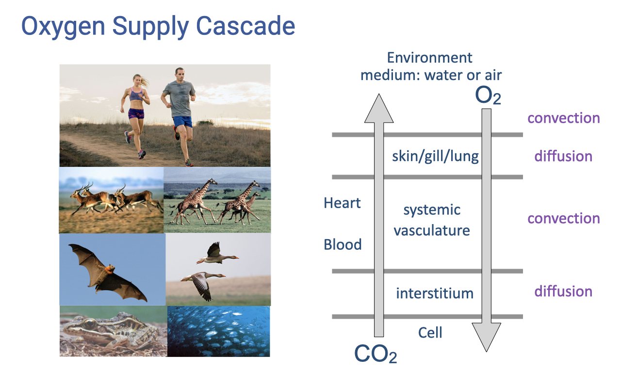 Schematic of the oxygen supply cascade showing four steps with photo collages of running humans, antelope, a bat, and fish on the left. The diagram shows oxygen flowing from the environmental medium (water or air) through the skin/gill/lung (convection then diffusion), into the systemic vasculature (heart and blood, convection), and finally through the interstitium to the cell (diffusion). Carbon dioxide flows in the opposite direction.