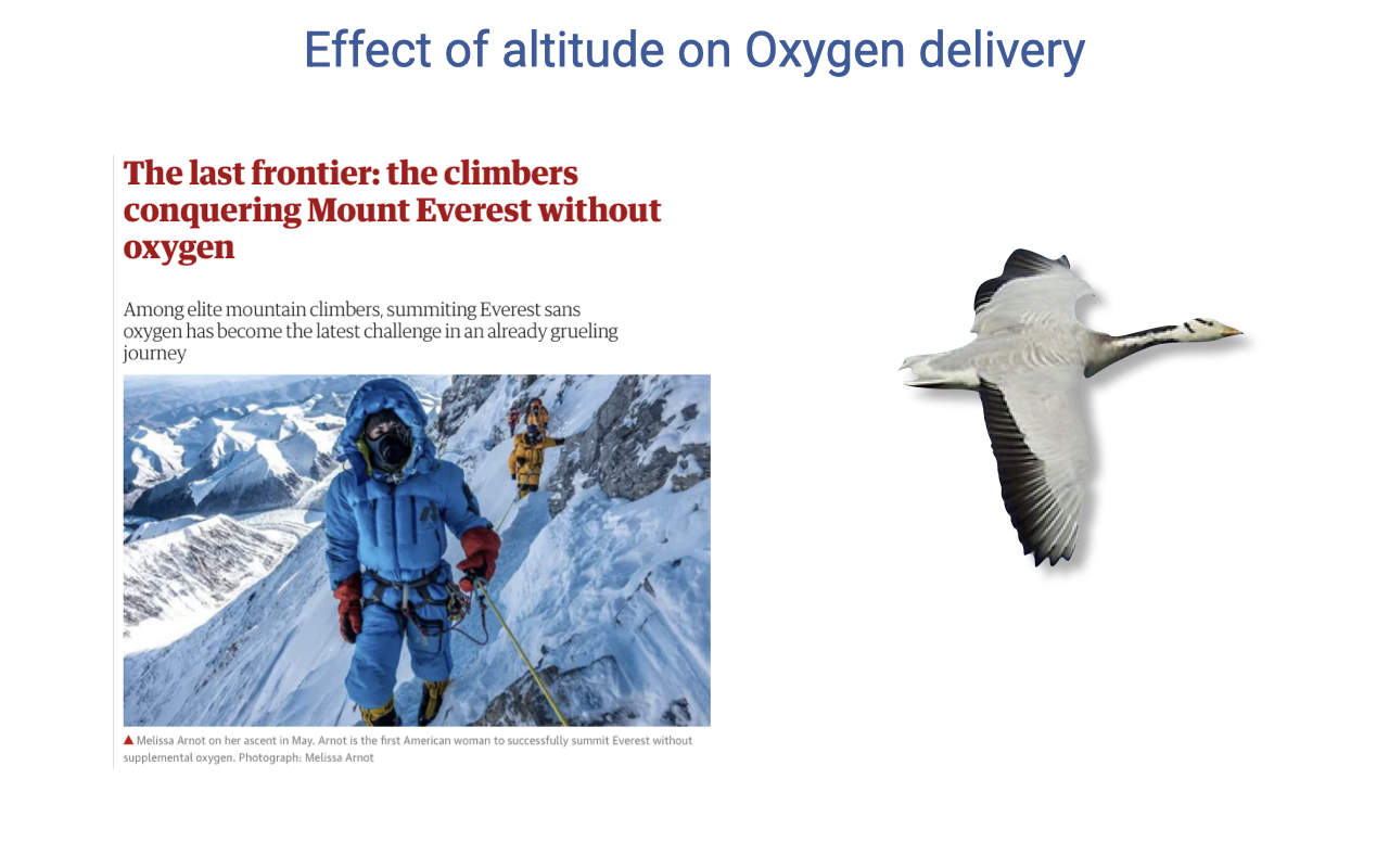 Slide titled "Effect of altitude on Oxygen delivery" showing a magazine article headline "The last frontier: the climbers conquering Mount Everest without oxygen" with a photo of a mountaineer in extreme cold-weather gear roped to a snowy slope. A bar-headed goose silhouette is shown on the right.