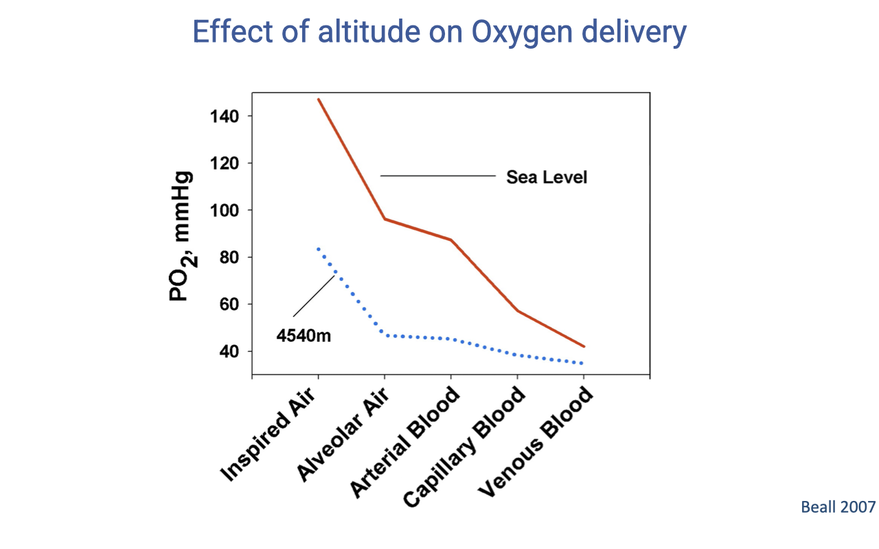 Graph titled "Effect of altitude on Oxygen delivery" showing PO2 in mmHg on the y-axis (0 to 160) at successive points along the oxygen cascade on the x-axis: inspired air, alveolar air, arterial blood, capillary blood, venous blood. A red solid line shows the sea-level cascade (starting near 150 and dropping to ~40); a blue dashed line shows the same cascade at 4540 m (starting around 80 and dropping to lower values). Citation: Beall 2007.