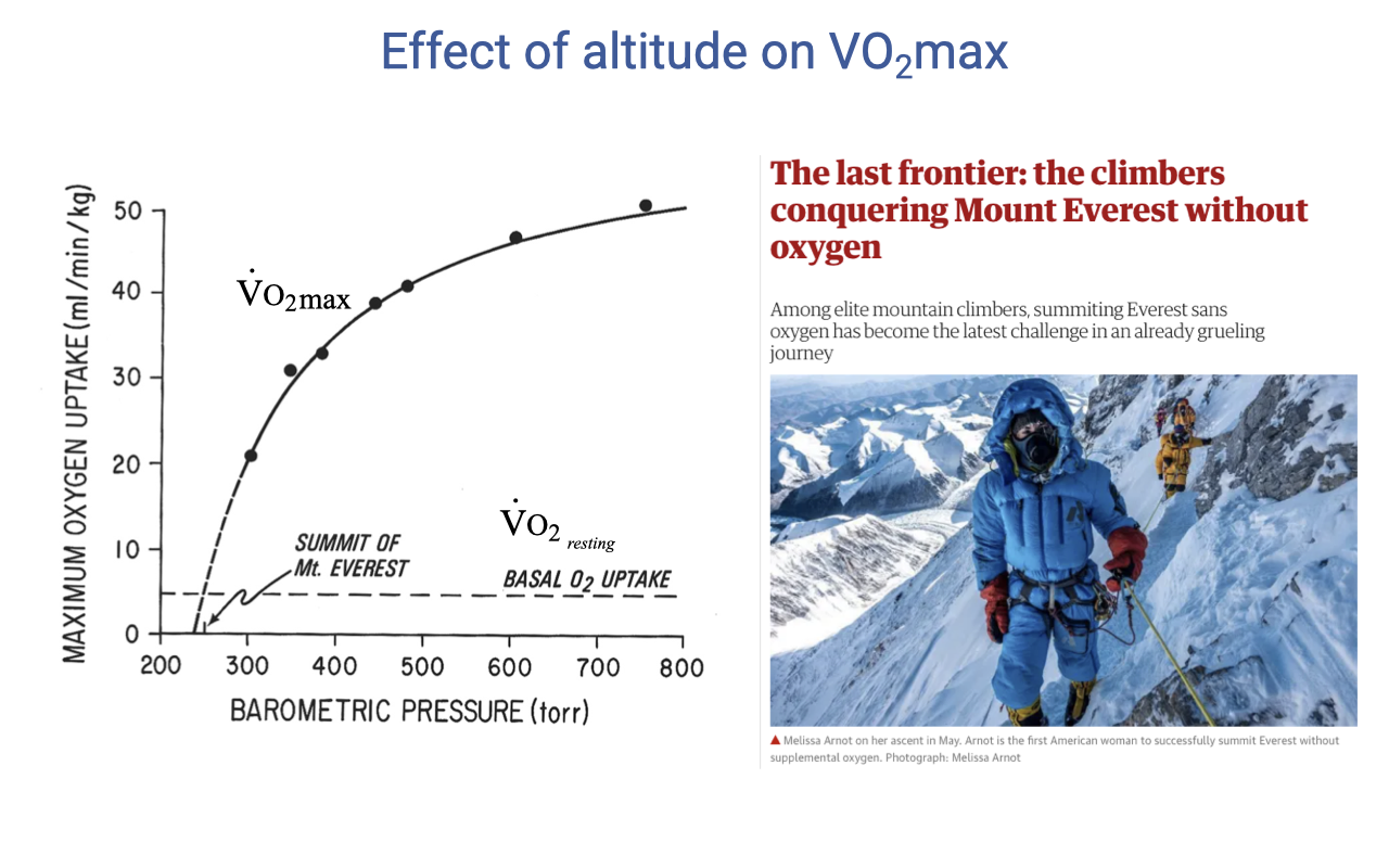 Slide titled "Effect of altitude on VO2max" with two panels. Left: scatter plot with barometric pressure (torr) on the x-axis (200 to 800) and maximum oxygen uptake (mL/min/kg) on the y-axis (0 to 50). Data points form a curve that rises sharply from low pressure to high pressure. A horizontal dashed line marks resting VO2 (basal O2 uptake) near the bottom; a vertical reference labels "Summit of Mt. Everest" near 250 torr where VO2max approaches the basal line. Right: photo of a mountaineer with oxygen mask near the summit, with the same magazine headline about climbing Everest without oxygen.