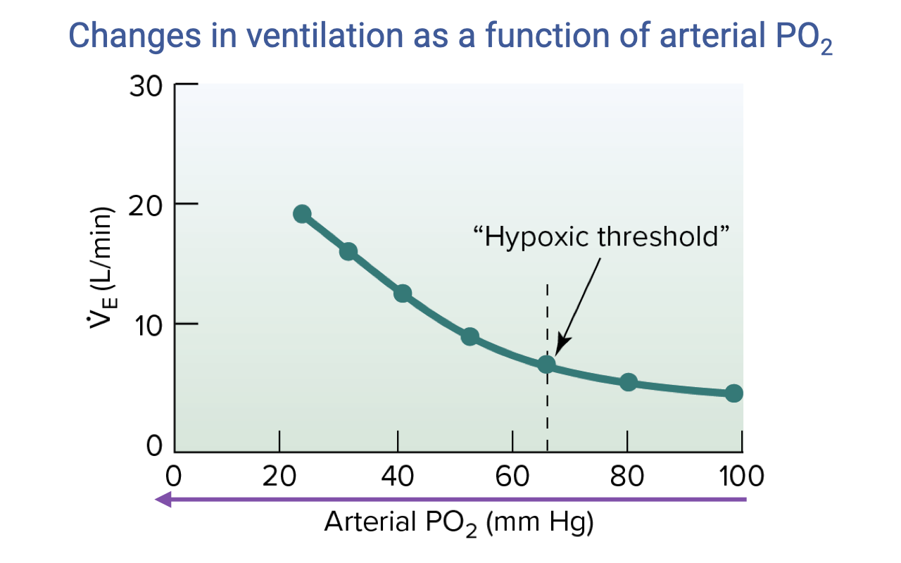 Graph titled "Changes in ventilation as a function of arterial PO2" showing arterial PO2 in mmHg on the x-axis (0 to 100, decreasing leftward = increasing hypoxia) and minute ventilation V̇E in L/min on the y-axis (0 to 30). The curve is roughly flat at high PO2 (~5 L/min near 80–100 mmHg), then transitions through a "Hypoxic threshold" labeled by a vertical dashed line near ~60 mmHg, and rises steeply (exponentially) toward higher ventilation rates at low PO2.