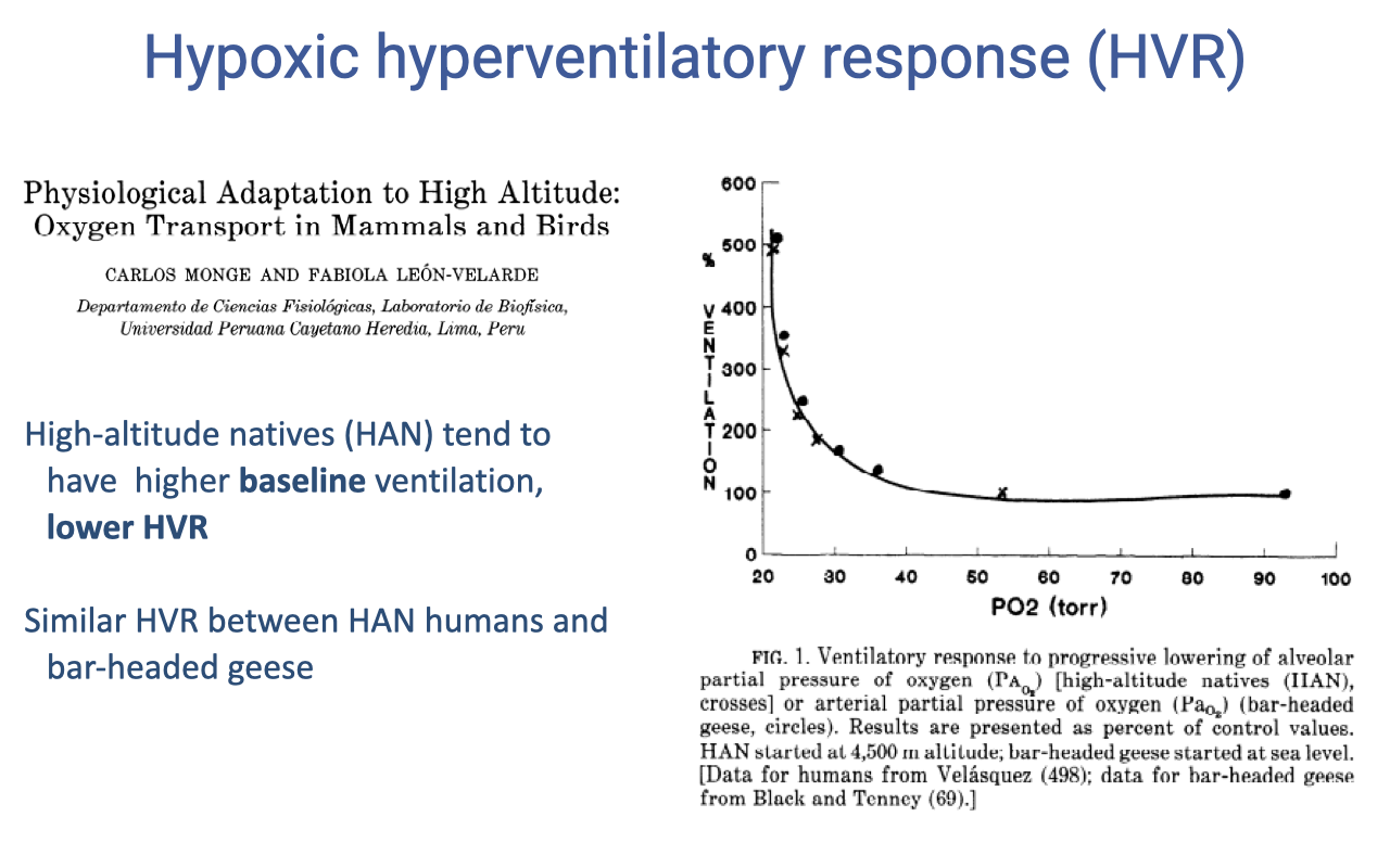 Slide titled "Hypoxic hyperventilatory response (HVR)" with the citation block of a review by Monge and Léon-Velarde, "Physiological Adaptation to High Altitude: Oxygen Transport in Mammals and Birds." A graph at right plots ventilation against PO2 (torr) for high-altitude native humans and bar-headed geese, showing that both groups have similar curves with higher baseline ventilation but lower (less steep) HVR than lowlanders. Bullet points note: high-altitude natives (HAN) tend to have higher baseline, lower HVR; HVR is similar between HAN humans and bar-headed geese.