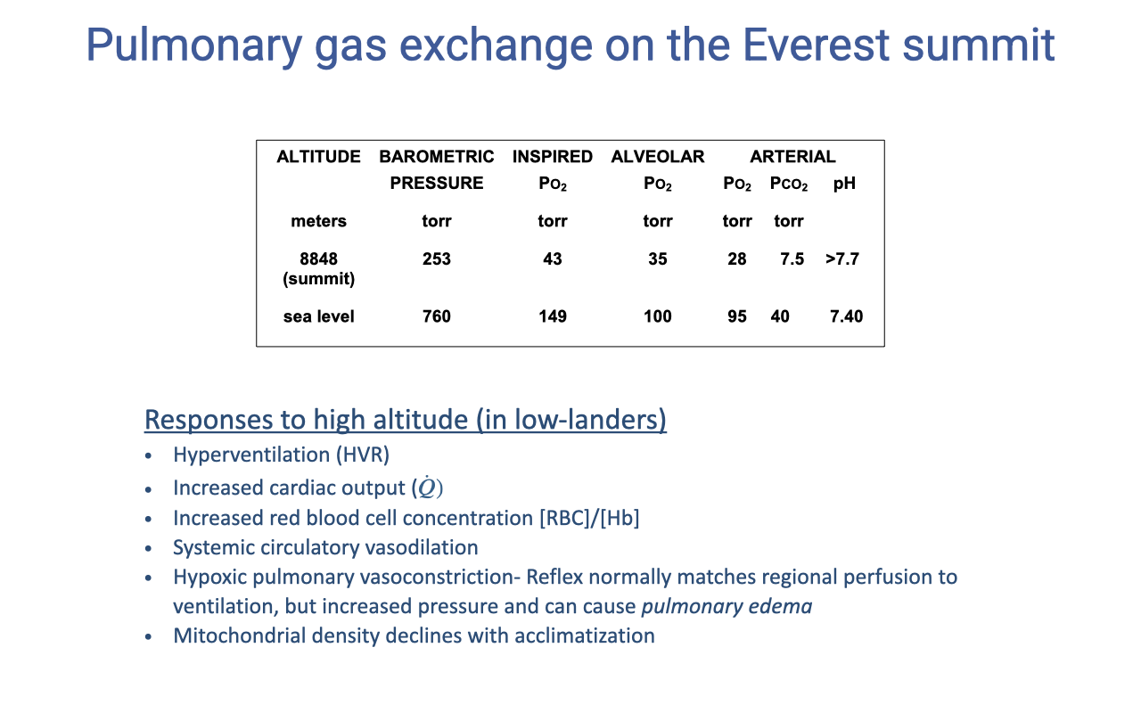 Slide titled "Pulmonary gas exchange on the Everest summit" with a small data table comparing barometric pressure, inspired PO2, alveolar PO2, alveolar PCO2, arterial PO2, arterial PCO2, and arterial pH at the Everest summit (8848 m: 253 torr, inspired 43, alveolar PO2 35, alveolar PCO2 28, arterial 7.5, pH >7.7) versus sea level (760 torr, inspired 149, alveolar PO2 100, alveolar PCO2 95, arterial 40, pH 7.40). Below the table is a bullet list of "Responses to high altitude (in low-landers)": hyperventilation (HVR), increased cardiac output, increased red blood cell concentration ([RBC]/[Hb]), systemic circulatory vasodilation, hypoxic pulmonary vasoconstriction → pulmonary edema, mitochondrial density declines with acclimatization.
