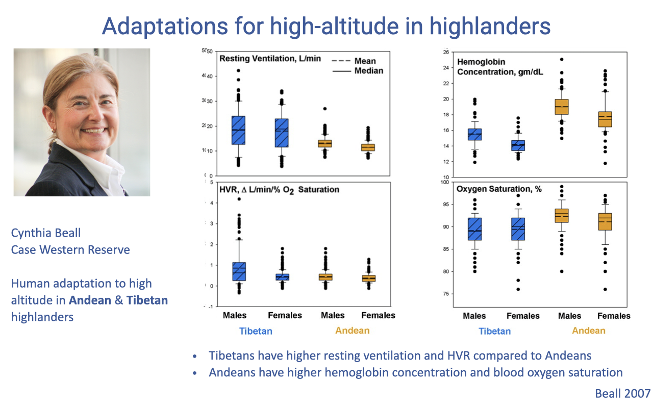 Slide titled "Adaptations for high-altitude in highlanders" featuring a photo of researcher Cynthia Beall (Case Western Reserve), with a caption identifying her work on human adaptation to high altitude in Andean and Tibetan highlanders. Four boxplot panels compare males and females from Tibetan and Andean populations: resting ventilation (L/min), hypoxic ventilatory response (HVR, L/min/% O2 saturation), hemoglobin concentration (g/dL), and oxygen saturation (%). Tibetans show higher resting ventilation and higher HVR; Andeans show higher hemoglobin concentration and higher blood oxygen saturation. Citation: Beall 2007.