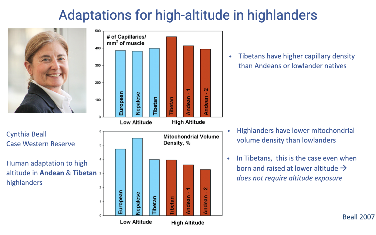 Slide titled "Adaptations for high-altitude in highlanders" with a photo of Cynthia Beall and two bar charts. Top chart: number of capillaries per mm² of muscle for European, Nepalese, Tibetan, and Andean populations at low and high altitude — Tibetans have higher capillary density. Bottom chart: mitochondrial volume density (%) for the same populations — highlanders show lower mitochondrial volume density than lowlanders. Bullet points note: Tibetans have higher capillary density than Andeans or lowlanders; highlanders have lower mitochondrial volume density; in Tibetans this is the case even when born and raised at lower altitude (does not require altitude exposure). Citation: Beall 2007.