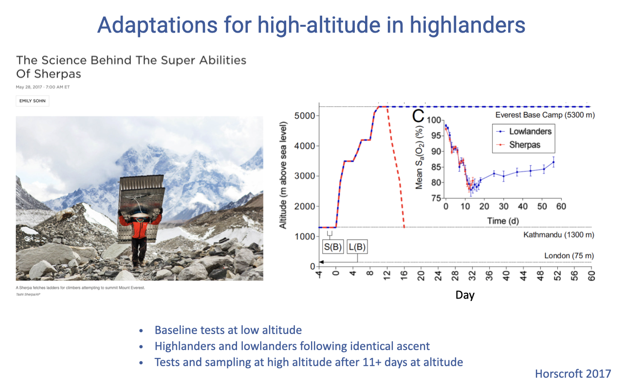 Slide titled "Adaptations for high-altitude in highlanders" with a magazine article headline "The Science Behind The Super Abilities Of Sherpas." Left: photo of a Sherpa porter carrying a large load on a mountain path. Right: a graph plotting altitude (m above sea level) versus day of expedition for both lowlanders and Sherpa, showing identical ascent profiles to Everest base camp at 5300 m, with sampling points at sea level, on ascent, and after 11+ days at high altitude. A second inset shows mean SaO2 (%) versus time (days) for lowlanders and Sherpas. Bullet points: baseline tests at low altitude; highlanders and lowlanders following identical ascent; tests and sampling at high altitude after 11+ days. Citation: Horscroft 2017.