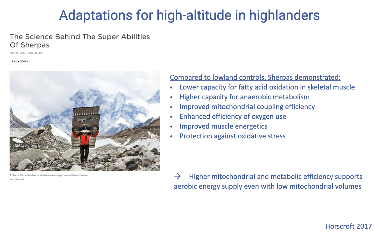Slide titled "Adaptations for high-altitude in highlanders" continuing the Sherpa article. Left: same Sherpa porter photo. Right: bullet list "Compared to lowland controls, Sherpas demonstrated:" lower capacity for fatty acid oxidation in skeletal muscle; higher capacity for anaerobic metabolism; improved mitochondrial coupling efficiency; enhanced efficiency of oxygen use; improved muscle energetics; protection against oxidative stress. Below: arrow noting "Higher mitochondrial and metabolic efficiency supports aerobic energy supply even with low mitochondrial volumes." Citation: Horscroft 2017.