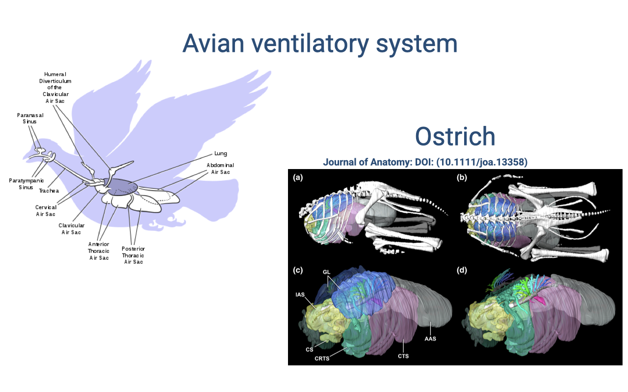 Slide titled "Avian ventilatory system" with two panels. Left: anatomical diagram of the avian respiratory system showing trachea, lungs, and the network of air sacs (cervical, clavicular, anterior thoracic, posterior thoracic, abdominal) with arrows indicating unidirectional airflow through the lungs. Right: anatomical reconstructions of an ostrich respiratory system from the Journal of Anatomy, showing skeletal and soft-tissue views of the bird's air sac system.