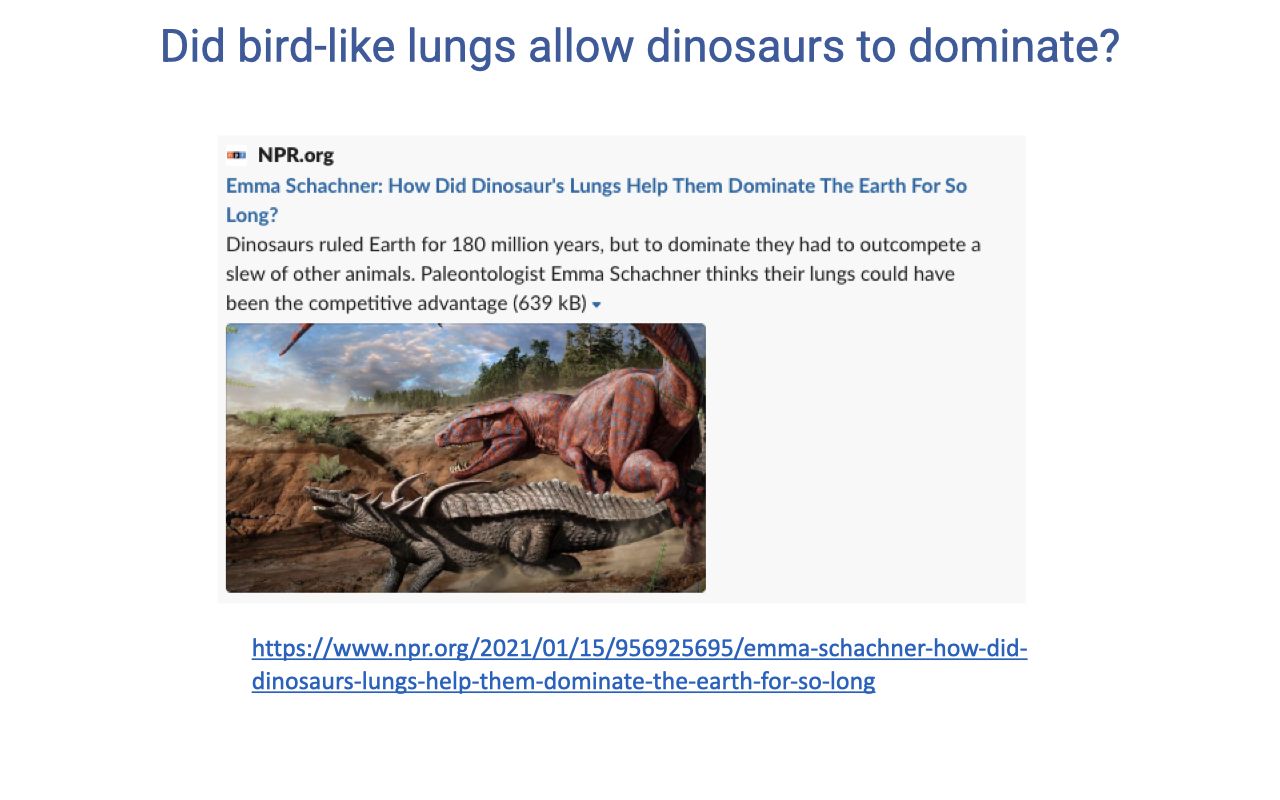 Slide titled "Did bird-like lungs allow dinosaurs to dominate?" featuring an NPR.org article headline "How Did Dinosaurs' Lungs Help Them Dominate The Earth For So Long" with a photograph of a fossilized dinosaur skeleton. Article text fragment notes that researchers think bird-like lungs gave dinosaurs a competitive advantage. Citation/link: npr.org article by Emma Schaechter, 2021.