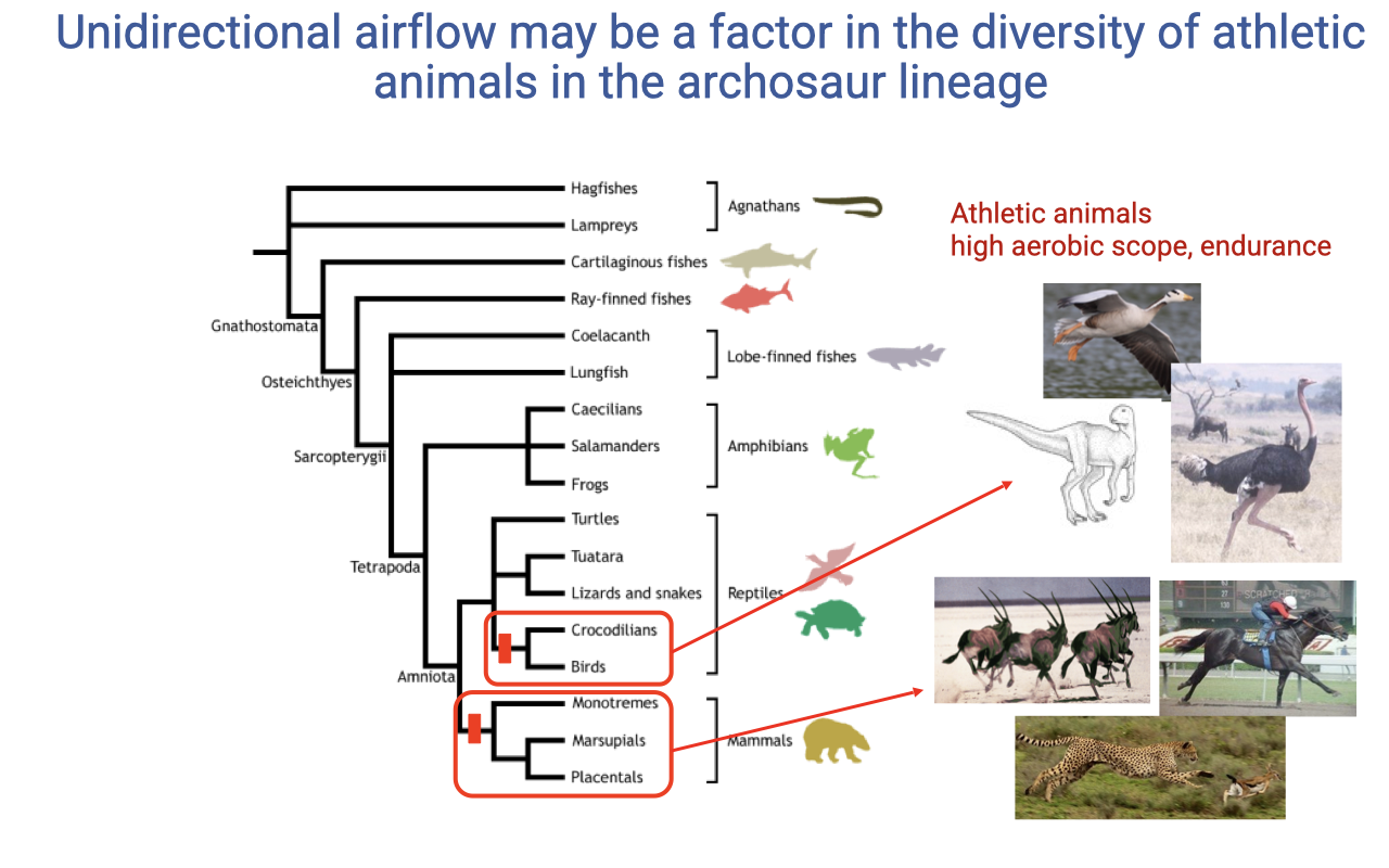 Slide titled "Unidirectional airflow may be a factor in the diversity of athletic animals in the archosaur lineage" showing a phylogenetic tree of vertebrates from hagfishes through agnathans, lampreys, cartilaginous fishes, ray-finned fishes, lungfishes, salamanders, frogs, turtles, lizards and snakes, crocodilians, birds, monotremes, marsupials, and placentals. Major groups (lobe-finned fishes, amphibians, reptiles, mammals) are labeled. Athletic animals (cheetah, ostrich, racehorse) are highlighted in red on the right side; an annotation reads "Athletic animals — high aerobic scope, endurance" pointing to the archosaur (bird) lineage.