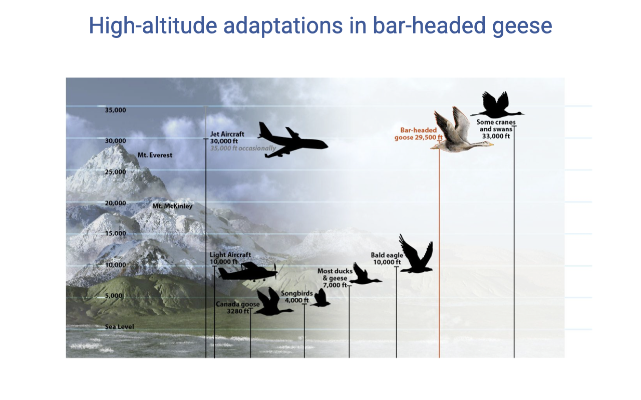 Slide titled "High-altitude adaptations in bar-headed geese" showing a panoramic illustration of mountain altitudes with silhouettes of birds and aircraft labeled at the altitudes they reach. From sea level upward: Canada goose (1280 ft), songbirds (4000 ft), most ducks and geese (7000 ft), bald eagle (10,000 ft), light aircraft (10,000 ft), Mt. McKinley reference, jet aircraft (30,000 ft, oxygen required), Mt. Everest, bar-headed goose (29,500 ft, highlighted in red), and some cranes and swans (33,000 ft). Mountain peaks are labeled in the background.