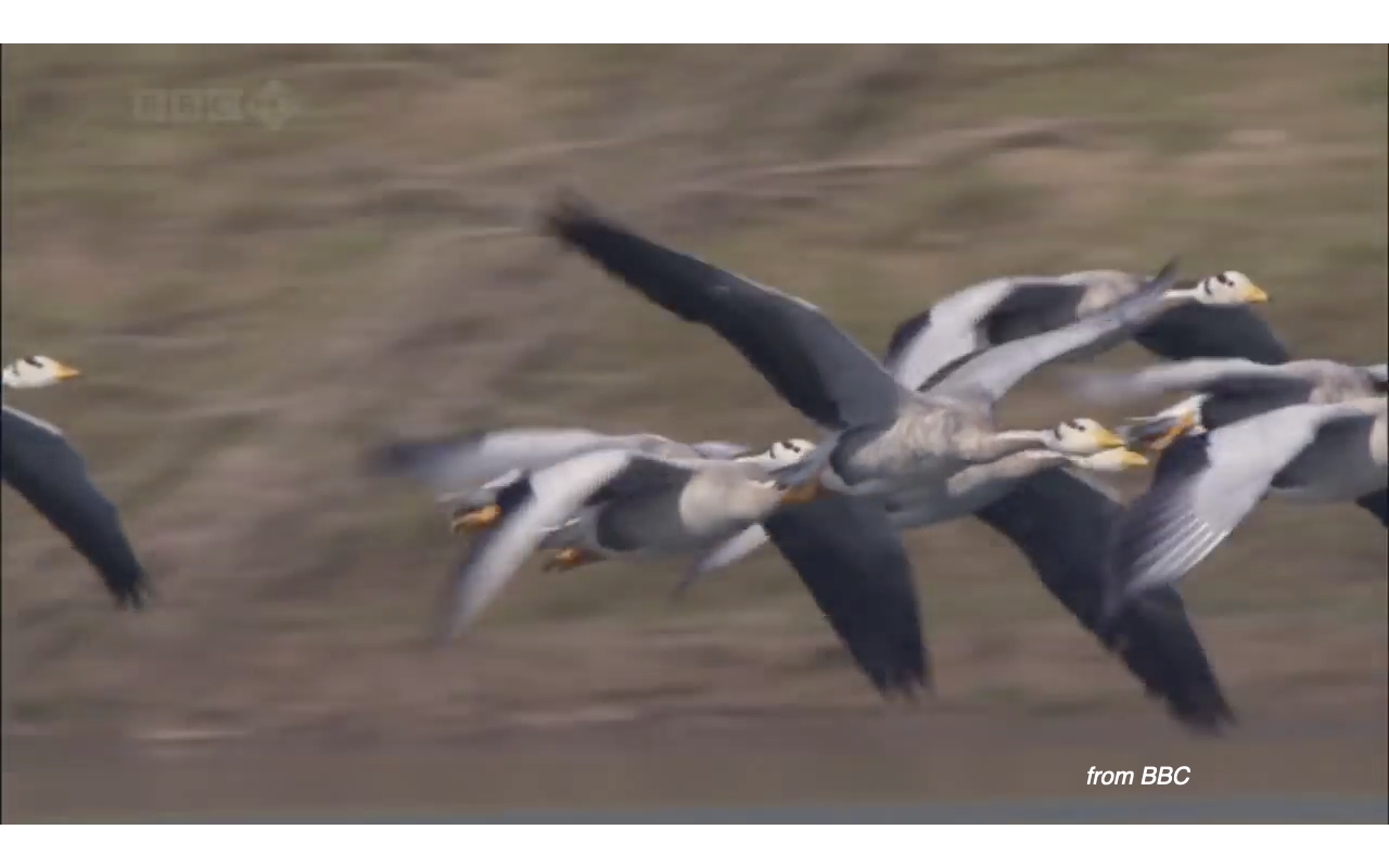 Video still from a BBC nature documentary showing a flock of bar-headed geese in flight, viewed from the side with motion blur in the background. The geese have characteristic black bars on their heads and pale gray bodies. Watermark "from BBC" in lower right.