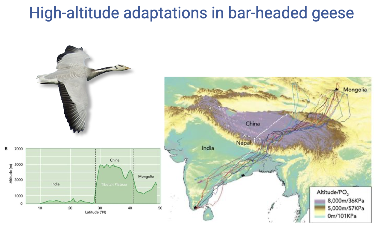 Slide titled "High-altitude adaptations in bar-headed geese" with three panels. Left: photo of a single bar-headed goose in flight. Lower left: graph of altitude (m) vs. latitude (°N) along the migration route, showing the elevation profile crossing the Tibetan Plateau (~5000 m). Right: map of South Asia (India, Nepal, China, Mongolia) with colored migration tracks (color-coded by altitude/PO2: green at 0 m/101 kPa, yellow at 5000 m/57 kPa, purple at 8000 m/36 kPa) crossing the Himalayas and Tibetan Plateau.