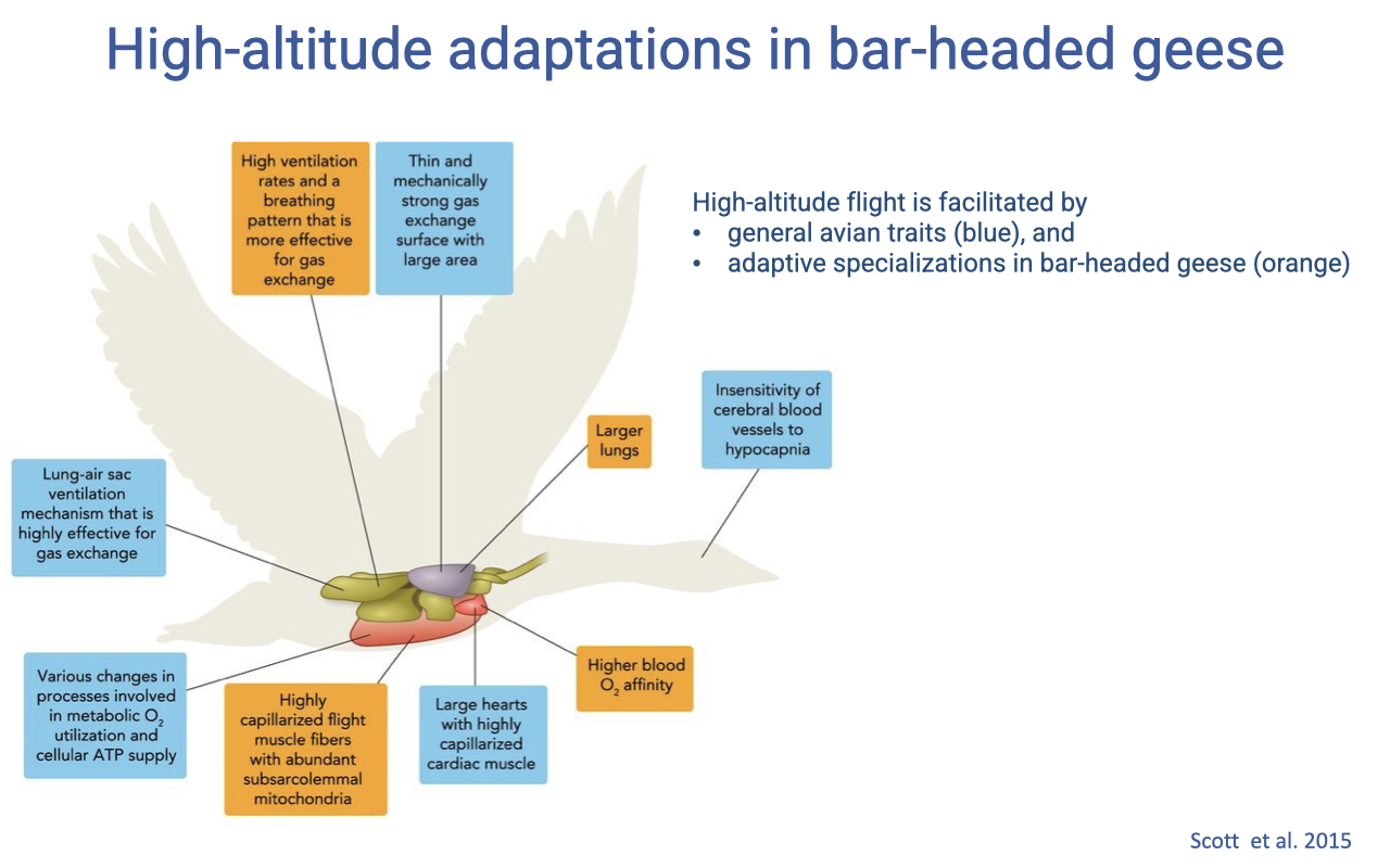 Slide titled "High-altitude adaptations in bar-headed geese" showing a schematic outline of a goose with multiple labeled boxes pointing to different traits, color-coded blue (general avian features) and orange (adaptive specializations in bar-headed geese). Traits noted include: high ventilation rates, mechanically strong jaw, more effective breathing for gas exchange, large lungs, insensitivity of cerebral blood vessels to hypocapnia, highly capillarized muscle, large heart with high capillary density, higher blood O2 affinity, various changes in processes related to mitochondrial regulation. Annotation: "High-altitude flight is facilitated by general avian traits (blue) and adaptive specializations in bar-headed geese (orange)." Citation: Scott et al. 2015.