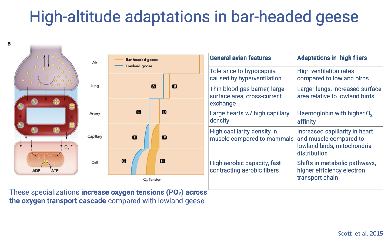 Slide titled "High-altitude adaptations in bar-headed geese" with three panels. Left: schematic of an oxygen cascade box diagram (air, lung, artery, capillary, cell). Middle: oxygen tension cascade graph plotting O2 tension at each step (air → lung → artery → capillary → cell) for bar-headed goose (orange) vs. lowland goose (blue), showing higher O2 tensions across the cascade in the bar-headed goose. Right: two-column comparison table — "General avian features" (tolerance to hypocapnia from hyperventilation; thin blood gas barrier and large surface area from cross-current exchange; large hearts with high capillary density; high capillary density in muscle compared to mammals; high aerobic capacity and fast contracting aerobic fibers) and "Adaptations in high fliers" (high ventilation rates compared to lowland birds; larger lungs, increased surface area; hemoglobin with higher O2 affinity; increased capillary density in heart and muscle; mitochondria distribution; shifts in metabolic pathways and higher efficiency electron transport chain). Caption: "These specializations increase oxygen tensions (PO2) across the oxygen transport cascade compared with lowland geese." Citation: Scott et al. 2015.