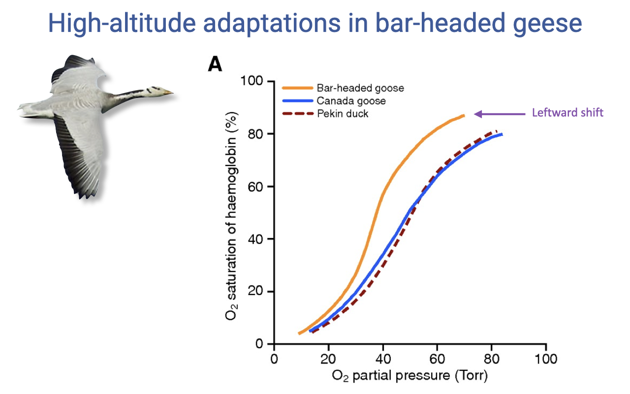 Slide titled "High-altitude adaptations in bar-headed geese" showing a sigmoid hemoglobin oxygen dissociation curve. X-axis: O2 partial pressure (Torr) from 0 to 100. Y-axis: O2 saturation of hemoglobin (%). Three curves are shown: bar-headed goose (purple, leftward shifted), Canada goose (orange), and Pekin duck (red dashed). The bar-headed goose curve is leftward shifted relative to the lowland species, with an annotation arrow pointing to the leftward shift. A small flying bar-headed goose silhouette is in the upper left.
