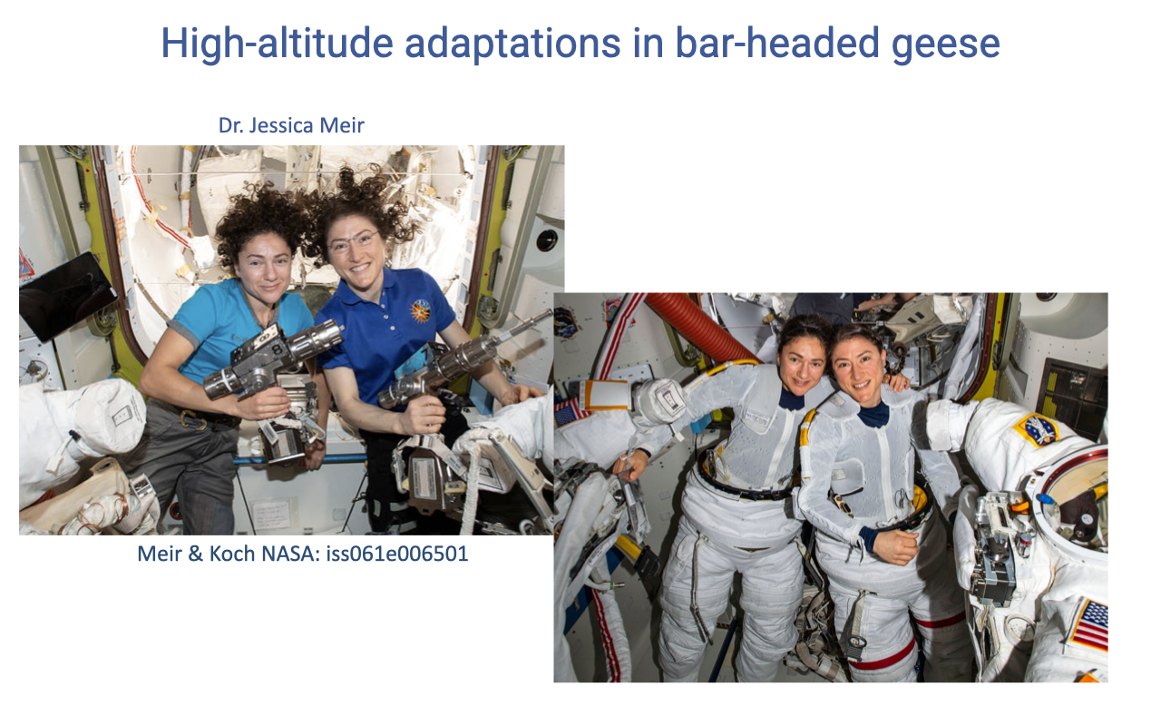 Slide titled "High-altitude adaptations in bar-headed geese" with two NASA photos of Dr. Jessica Meir. Left: Meir and Christina Koch in casual blue shirts inside the International Space Station with astronaut equipment. Right: the same two astronauts in white spacesuits being prepared for an EVA. Caption credits: NASA iss061e006501.