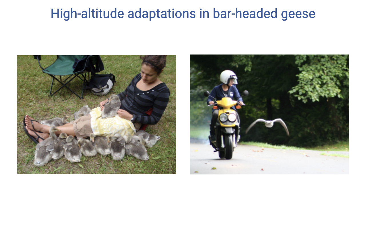 Slide titled "High-altitude adaptations in bar-headed geese" with two photos. Left: Jessica Meir sitting on the ground with a cluster of bar-headed goose goslings imprinted on her, climbing on her legs. Right: Meir riding a small motor scooter with a bar-headed goose flying alongside, used to teach the goose to follow her.