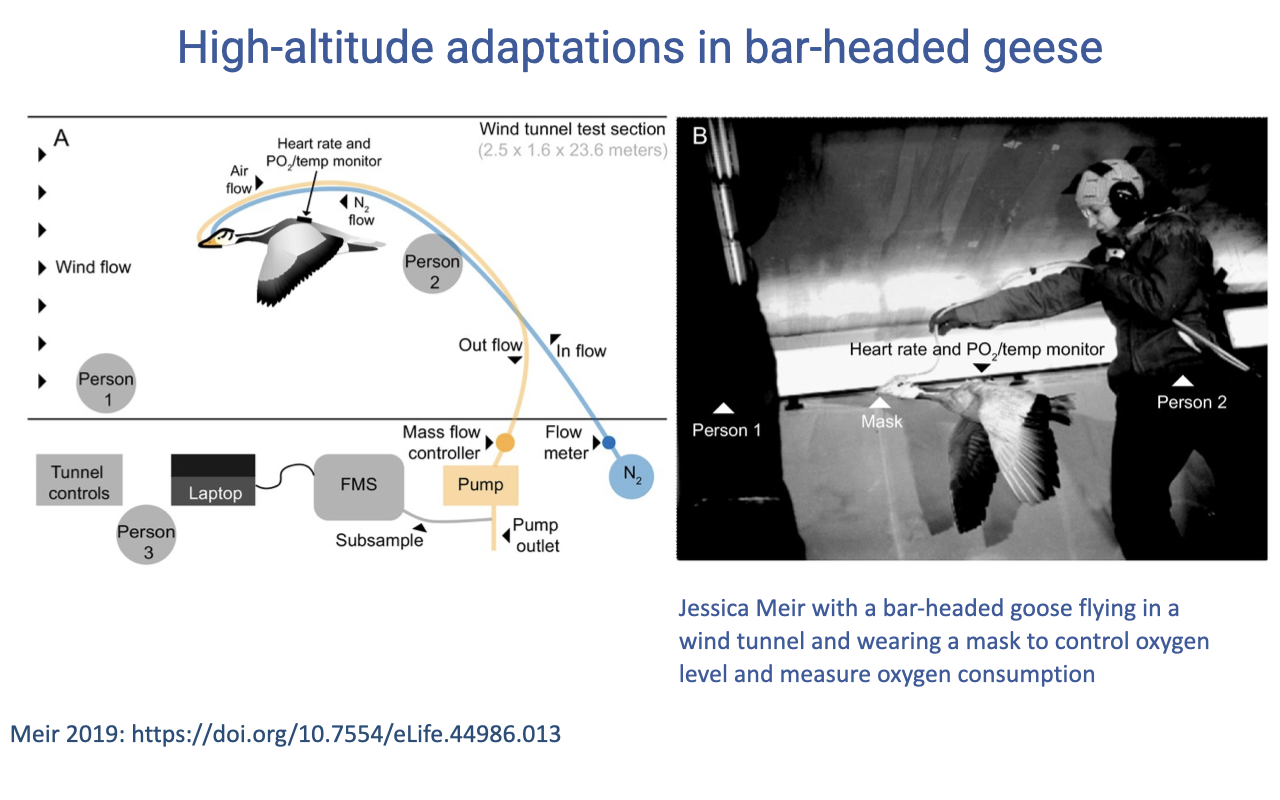 Slide titled "High-altitude adaptations in bar-headed geese" with two panels. Left: schematic of the wind tunnel test section showing wind flow (2.5 × 1.6 × 23.6 m), positions of three people (Person 1 monitoring, Person 2 with the heart-rate and PO2/temperature monitor and N2 flow line, Person 3 at tunnel controls), the goose flying with a face mask, mass-flow controller, pump, FMS gas-analyzer, laptop, and tubing connections. Right: black-and-white still from the wind tunnel showing Meir on the right holding the gas tubing and the bar-headed goose flying mid-air with a face mask, with Person 1 in the background. Caption: Jessica Meir with a bar-headed goose flying in a wind tunnel and wearing a mask to control oxygen level and measure oxygen consumption. Citation: Meir 2019, eLife.