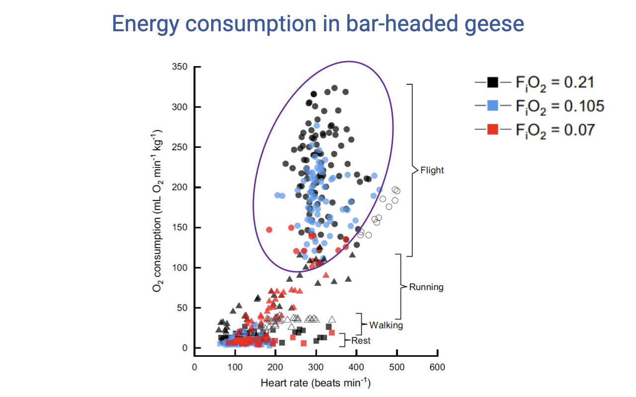 Slide titled "Energy consumption in bar-headed geese" with a scatter plot of O2 consumption (mL O2/min/kg, y-axis 0–350) versus heart rate (beats/min, x-axis 0–600). Data points are coded by oxygen condition: black squares for FIO2 = 0.21 (normoxia), blue squares for FIO2 = 0.105 (moderate hypoxia), red squares for FIO2 = 0.07 (severe hypoxia ≈ 1/3 of sea-level O2). Behavior is encoded by symbol shape: rest, walking, running, flight. Flight values cluster at the upper right (high VO2 and high HR); resting and walking values are at lower left. Variability is high during flight, but the lowest VO2 values for each oxygen condition during flight are similar.