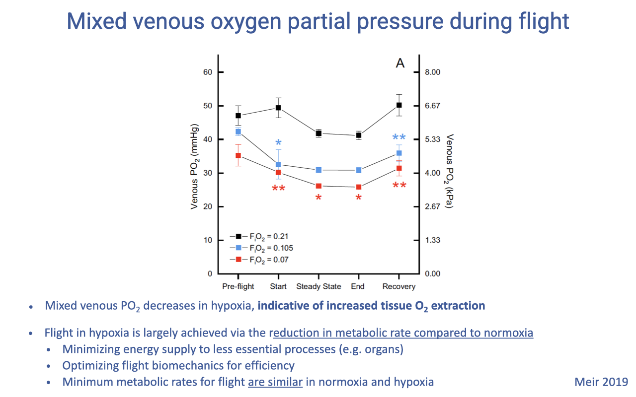 Slide titled "Mixed venous oxygen partial pressure during flight" with a graph showing venous PO2 (mmHg on left axis, kPa on right axis) across stages of flight: pre-flight, start, steady state, end, and recovery. Three curves correspond to FIO2 = 0.21 (black, normoxia), 0.105 (blue, moderate hypoxia), and 0.07 (red, severe hypoxia). All three start at similar pre-flight values; venous PO2 declines during flight in hypoxia and recovers afterward. Bullet points: mixed venous PO2 decreases in hypoxia, indicating increased tissue O2 extraction; flight in hypoxia is largely achieved by reduction in metabolic rate compared to normoxia (minimizing energy supply to less essential processes; optimizing flight biomechanics for efficiency); minimum metabolic rates for flight are similar in normoxia and hypoxia. Citation: Meir 2019.