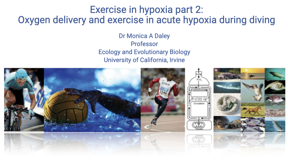 Title slide for "Exercise in hypoxia part 2: Oxygen delivery and exercise in acute hypoxia during diving" by Dr. Monica A. Daley, Professor, Ecology and Evolutionary Biology, University of California, Irvine. Background collage shows diverse animals and humans exercising: a cyclist, water polo ball, sea turtle, runner, parrot, fish, and runners.