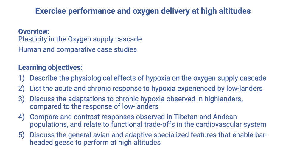 Text slide titled "Exercise performance and oxygen delivery at high altitudes" listing an "Overview" of plasticity in the oxygen supply cascade and human and comparative case studies, followed by five "Learning objectives": describe the physiological effects of hypoxia on the oxygen supply cascade; list the acute and chronic responses to hypoxia experienced by low-landers; discuss the adaptations to chronic hypoxia observed in highlanders compared to the response of low-landers; compare and contrast responses observed in Tibetan and Andean populations and relate to functional trade-offs in the cardiovascular system; discuss the general avian and adaptive specialized features that enable bar-headed geese to perform at high altitudes.