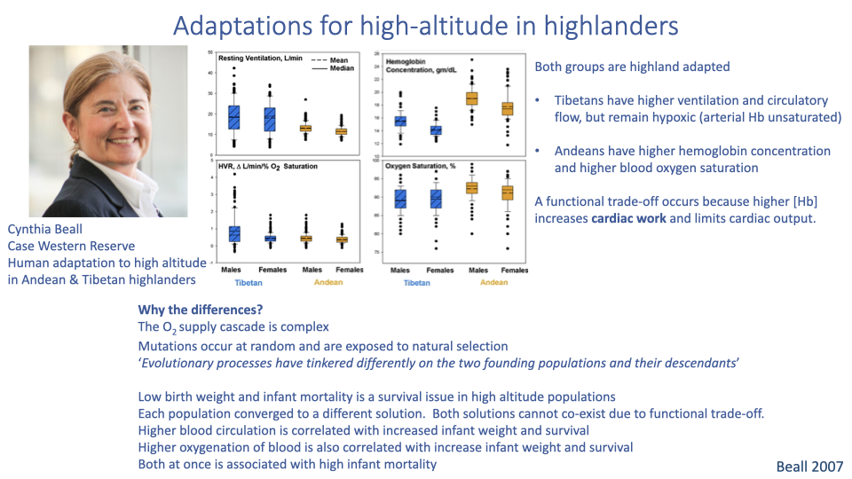 Slide titled "Adaptations for high-altitude in highlanders" with a photo of researcher Cynthia Beall, summarizing comparisons of Tibetan, Andean, and lowlander populations. Bullet points note that both groups are highland-adapted but converged on different solutions; Tibetans have higher ventilation and circulatory flow (high cardiac output and high ventilation) but remain hypoxemic; Andeans have higher hemoglobin concentration and higher blood oxygen saturation but lower ventilation rates. A "Why the differences?" section notes the oxygen supply cascade is complex; mutations occur at random in populations; trade-offs exist between cardiac output and red blood cell count because higher viscosity limits cardiac work; low birth weight and infant mortality are key selection pressures, and each population converged on solutions that enhance infant survival. Citation: Beall 2007.