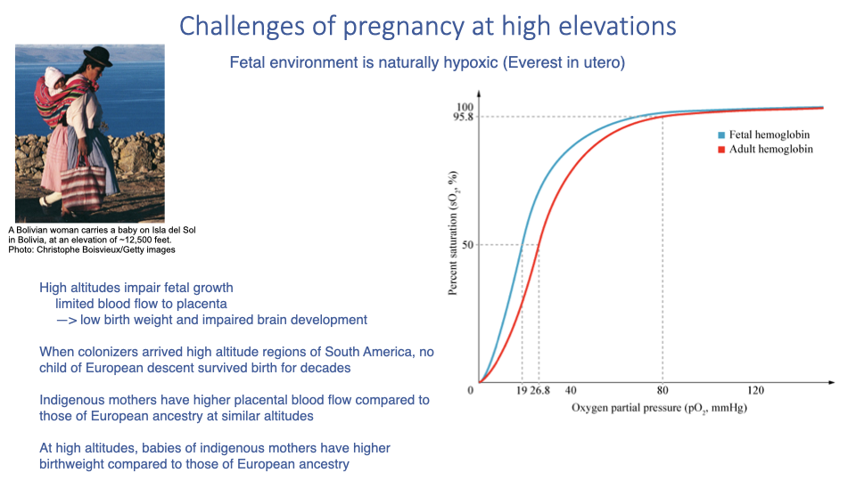 Slide titled "Challenges of pregnancy at high elevations" with a figure caption "Fetal environment is naturally hypoxic (Everest in utero)." A small sketch of a Bolivian mother carrying a baby at ~12,500 ft is at left. A graph at right shows oxyhemoglobin saturation (%) versus oxygen partial pressure for adult hemoglobin (red curve) and fetal hemoglobin (blue curve, leftward shifted). Bullet points note: high altitudes impair fetal growth (limited blood flow to placenta); low birth weight and impaired brain development; when European colonizers arrived in high altitude regions of South America, no child of European descent survived birth for decades; indigenous mothers have higher placental blood flow than European ancestry mothers at similar altitudes; at high altitudes, babies of indigenous mothers have higher birth weights than babies of European ancestry.
