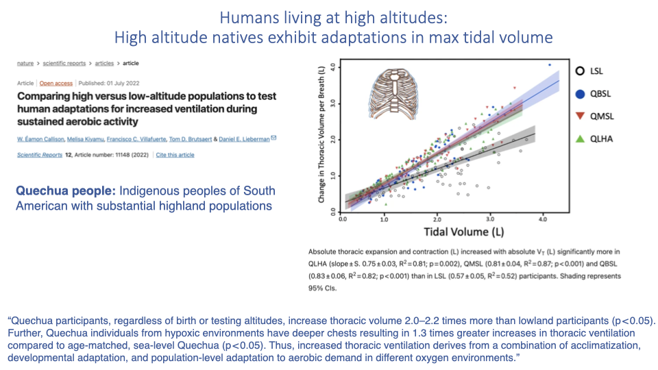 Slide titled "Humans living at high altitudes: High altitude natives exhibit adaptations in max tidal volume" showing the title of an article on human lung adaptations for increased ventilation during sustained aerobic activity, with a schematic of the human thorax and a scatter plot of change in thoracic volume per breath versus tidal volume (L) for different groups of Quechua people (indigenous of South America): born and raised at high altitude (QLHA), born at low altitude tested at high altitude (QBSL), born at high altitude tested at low altitude (QBHL and QMSL), plus lowland controls (LSL). Indigenous high-altitude groups show higher tidal volume capacity. Quote at bottom: "Quechua participants, regardless of birth or testing altitude, increase thoracic volume 2.0–2.2 times more than lowland participants (p<0.05). Further, Quechua individuals from hypoxic environments have deeper chests resulting in 1.3 times greater increases in thoracic ventilation compared to age-matched, sea-level Quechua (p<0.05). Thus, increased thoracic expansion is a result from a combination of acclimatization, developmental adaptation, and population-level adaptation to aerobic demand in different oxygen environments."