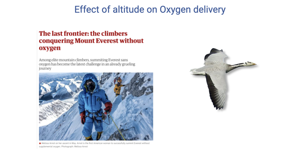Slide titled "Effect of altitude on oxygen delivery" transitioning from the elite-mountaineer magazine image ("The last frontier: the climbers conquering Mount Everest without oxygen") on the left to a photograph of a bar-headed goose in flight on the right. The slide sets up the pivot from human highlander physiology to the avian high-flyer case study.