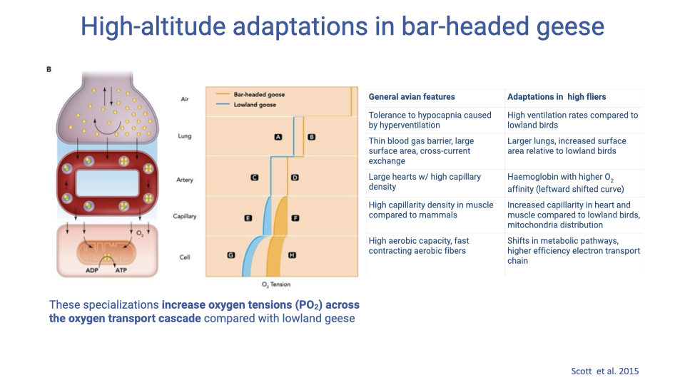 Slide titled "High-altitude adaptations in bar-headed geese" with a schematic of the oxygen supply cascade on the left (oxygen tension falling from air to mitochondria, with a bar-headed goose curve in orange remaining above the lowland goose curve in gray across lung, artery, capillary, and cell compartments). A two-column table on the right lists "General avian features" and "Adaptations in high flyers": (1) tolerance to hypocapnia caused by hyperventilation vs. high ventilation rates compared to lowland birds; (2) thin blood gas barrier, large surface area, cross-current exchange vs. larger lungs, larger heart and muscle compared to lowland birds; (3) large hearts with high capillary density vs. hemoglobin with higher O2 affinity (leftward shifted curve); (4) high capillary density in muscle compared to mammals vs. increased capillarity in heart and muscle compared to lowland birds and mitochondria distribution; (5) high aerobic capacity and fast-contracting aerobic fibers vs. shifts in metabolic pathways and higher efficiency electron transport chain. Caption: "These specializations increase oxygen tensions (PO2) across the oxygen transport cascade compared with lowland geese." Citation: Scott et al. 2015.